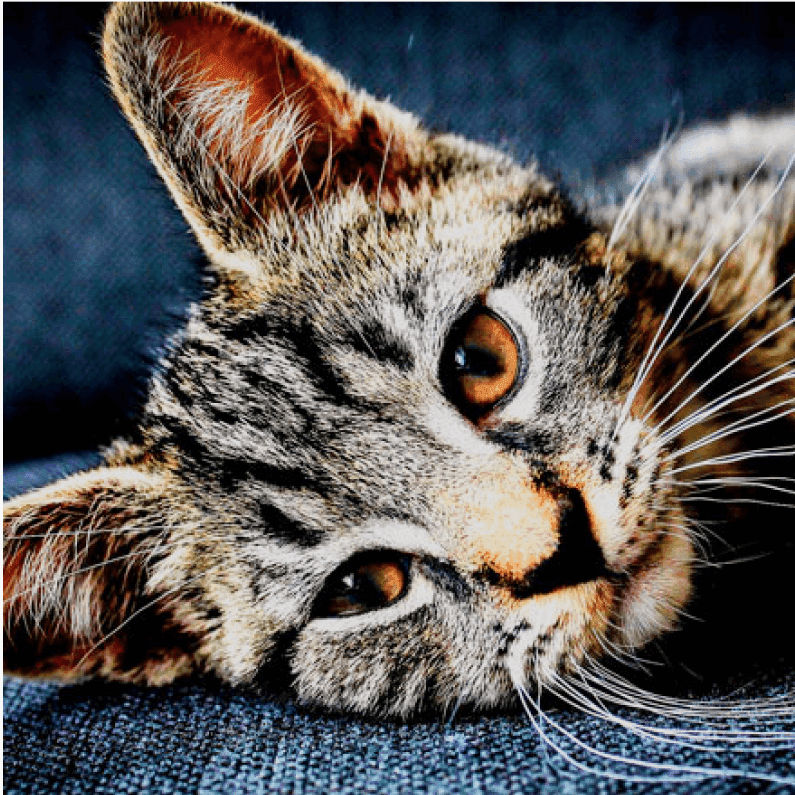 Cat before converting to a brick mosaic